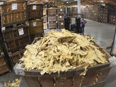 Le tabac, une production rémunératrice